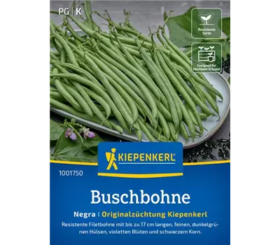 Buschbohnen Negra