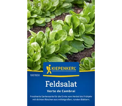 Feldsalat Verte de Cambrai