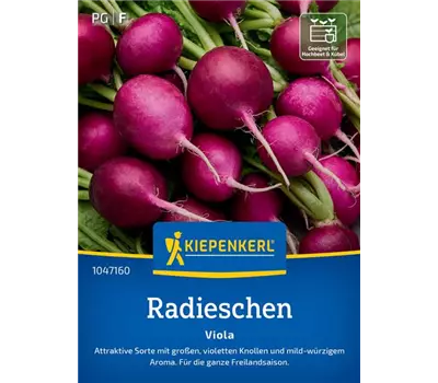 Radieschen Viola