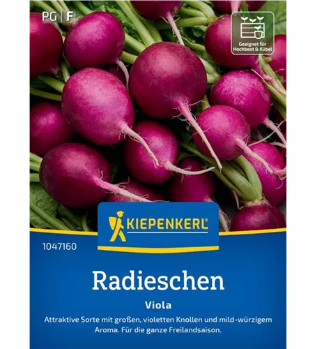 Radieschen Viola