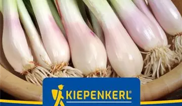 Bildvorschau
