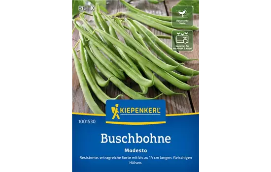 Buschbohne Modesto