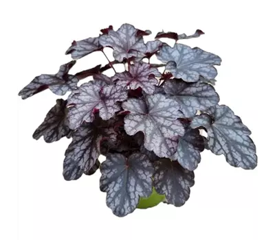 Heuchera x cultorum 'Blackberry Jam'