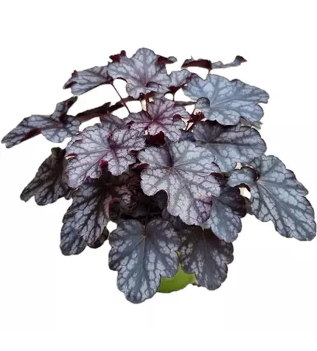 Heuchera x cultorum 'Blackberry Jam'