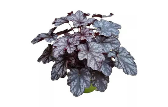 Heuchera x cultorum 'Blackberry Jam'
