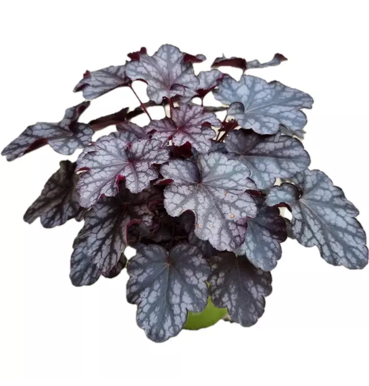 Garten-Silberglöckchen 'Blackberry Jam'