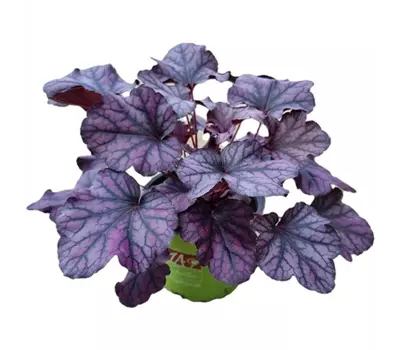 Heuchera 'Frosty Night'