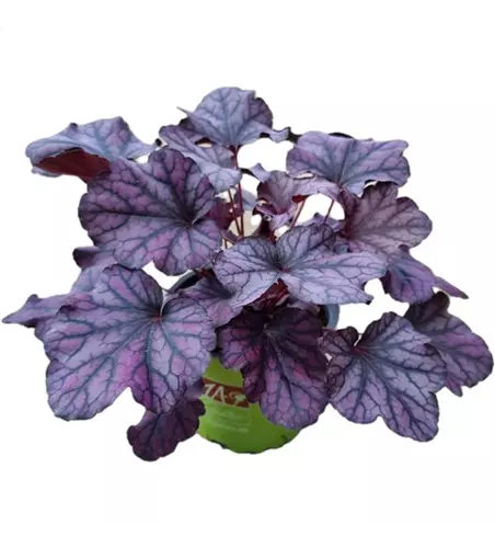 Heuchera 'Frosty Night'