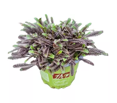 Leptinella squ. ´Inkognito´