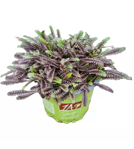 Leptinella squ. ´Inkognito´