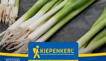 Bildvorschau