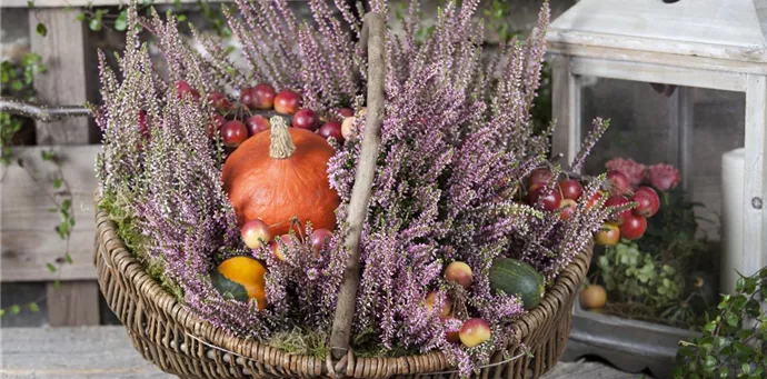 Calluna vulgaris (GS503187.jpg)