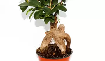 1A Garten Ammer