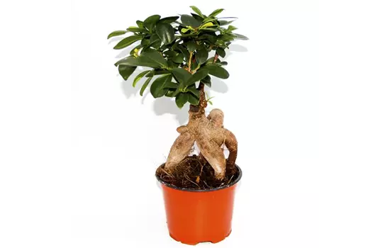 Ficus microcarpa 'Ginseng'