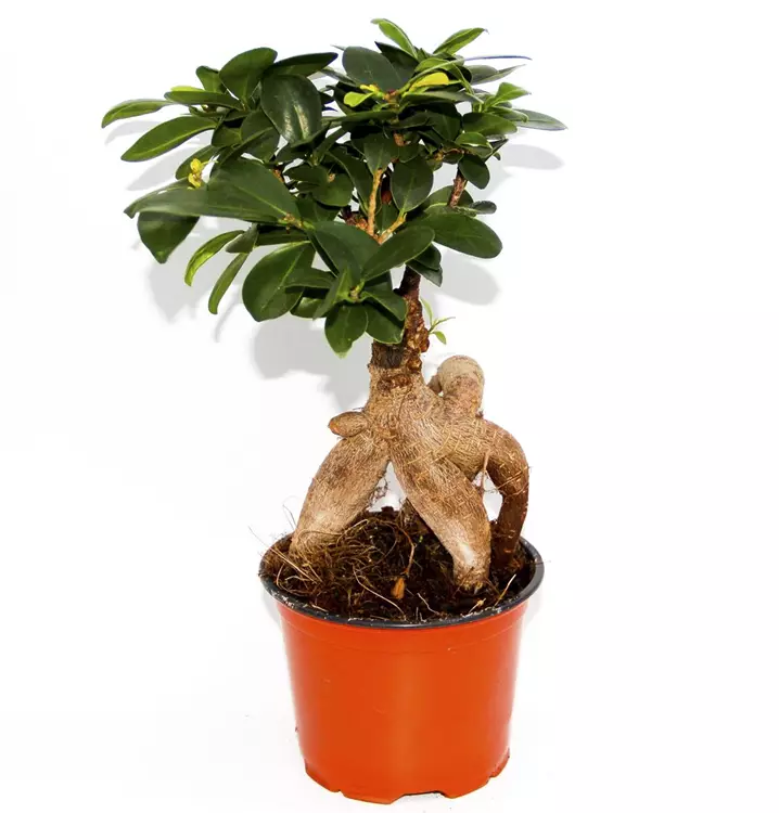 Chinesische Feige 'Ginseng'