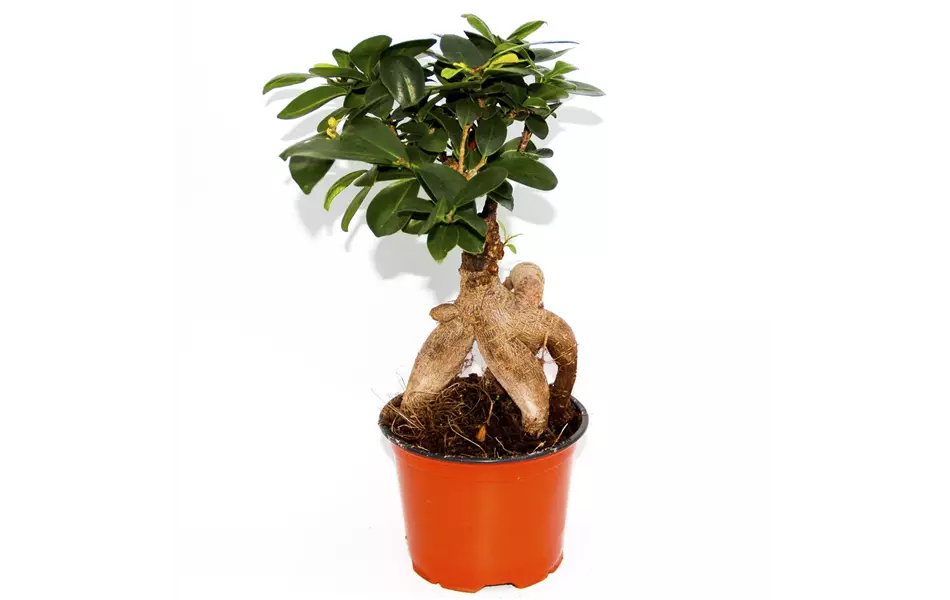 Ficus microcarpa 'Ginseng'