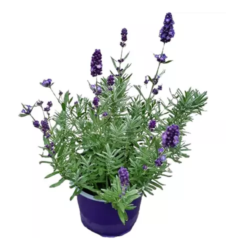 Lavandula angustifolia, blau