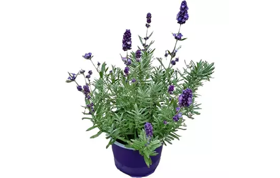 Lavandula angustifolia, blau