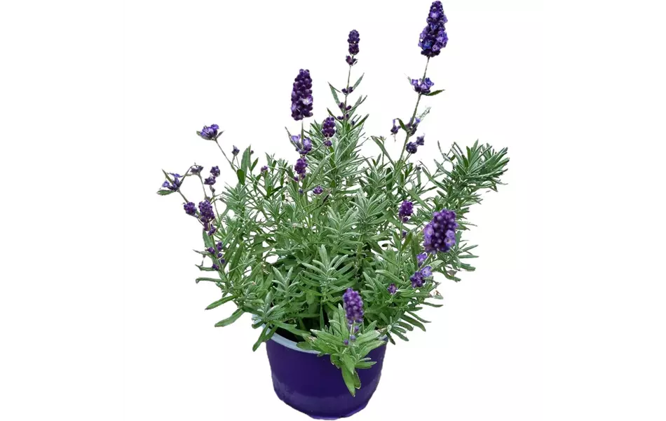 Lavandula angustifolia, blau