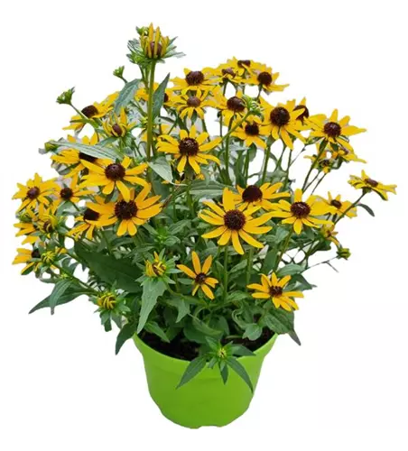 Rudbeckia fulgida var. sullivantii 'Little Goldsta