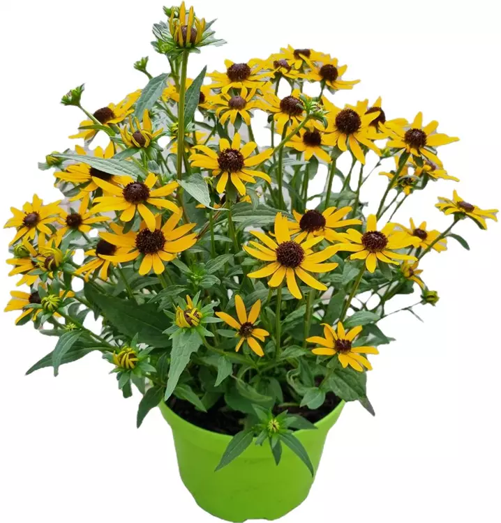 Sonnenhut 'Little Goldstar'