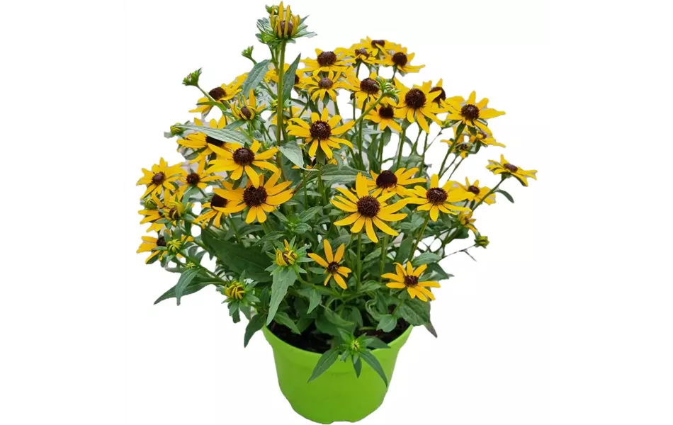 Rudbeckia fulgida var. sullivantii 'Little Goldsta
