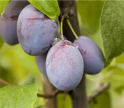 Obstbäume pflegen und leckere Snacks im eigenen Garten ernten