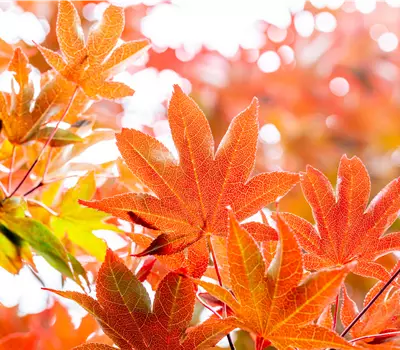 Die schönsten Gehölze für den goldenen Herbst