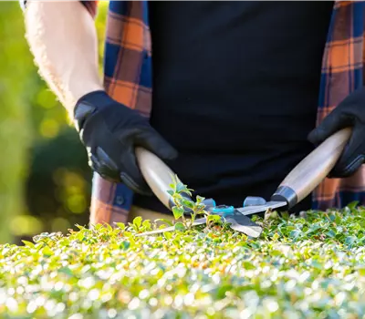 Tipps für den perfekten Rückschnitt im Herbst