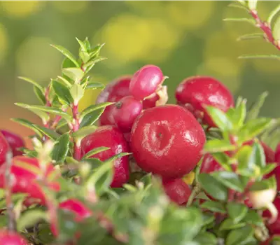 Die Scheinbeere – der Herbst wird bunt!
