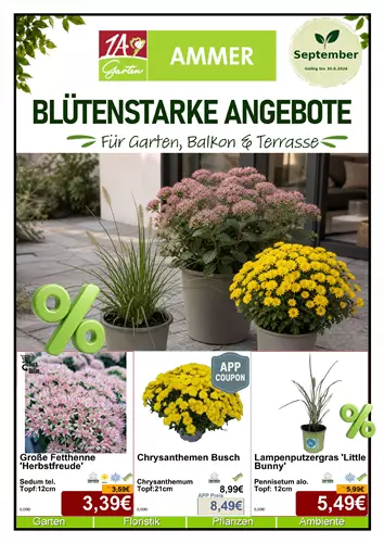 Unsere Aktuelle Monats-Aktion gültig im September