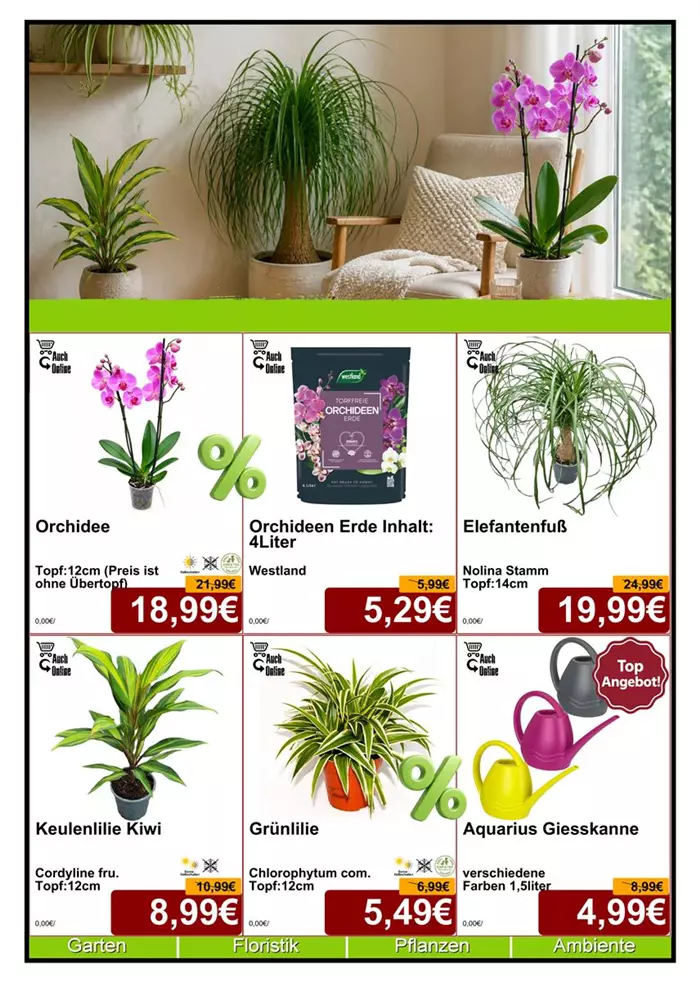 Seite 5 - September 26 - Zimmerpflanze - Din A4 Beilage - 6 x 779px - 1.jpg