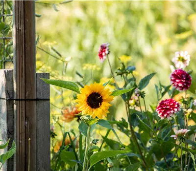 Unsere 10 beliebtesten Herbstblumen für Garten und Balkon