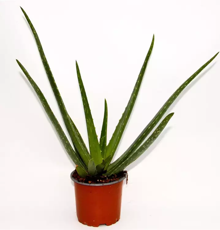 Echte Aloe vera