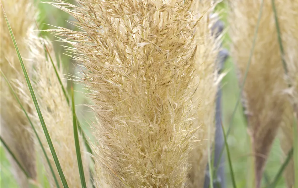 Cortaderia selloana 'Tiny Pampa'®