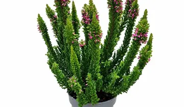 1A Garten Ammer