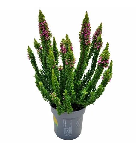 Calluna vulgaris Beauty Ladies® 'Skyline'®