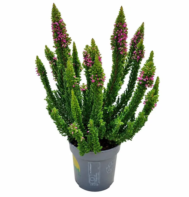 Blattschmuckheide Beauty Ladies® 'Skyline'®