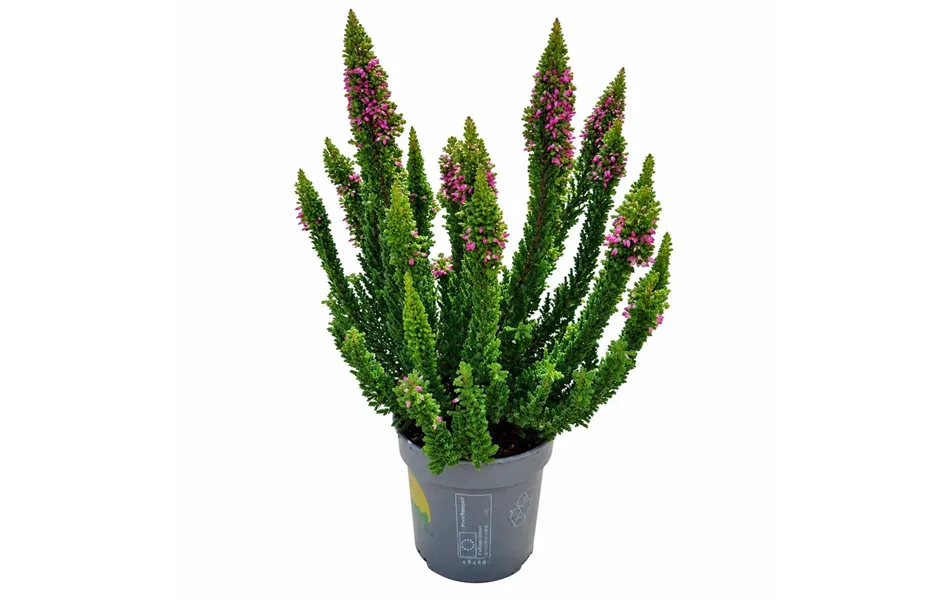 Calluna vulgaris Beauty Ladies® 'Skyline'®