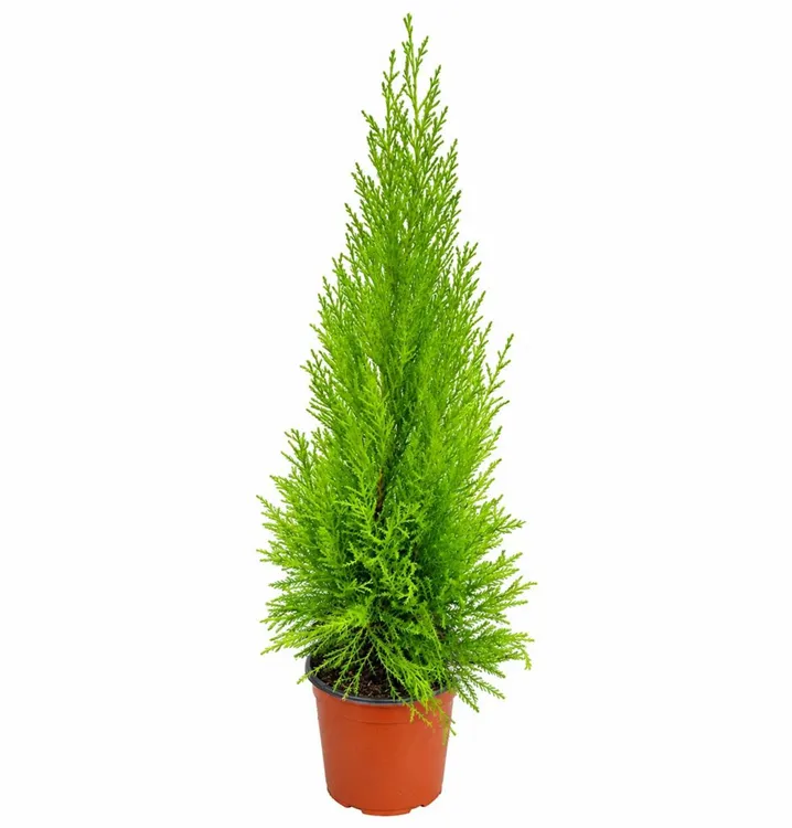 Zimmerzypresse 'Goldcrest'
