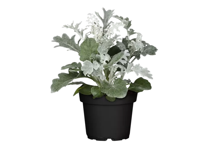 Senecio cineraria