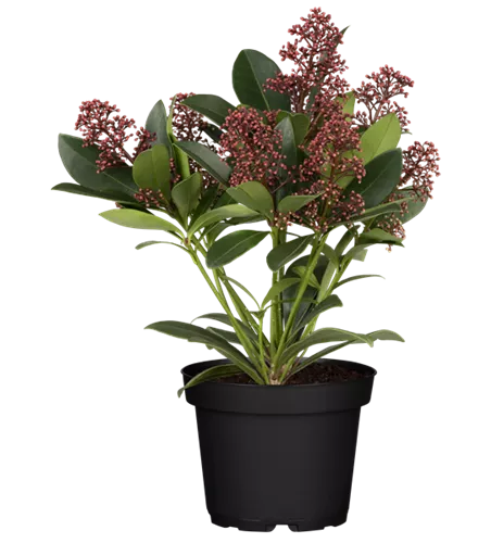 Skimmia japonica 'Rubella'