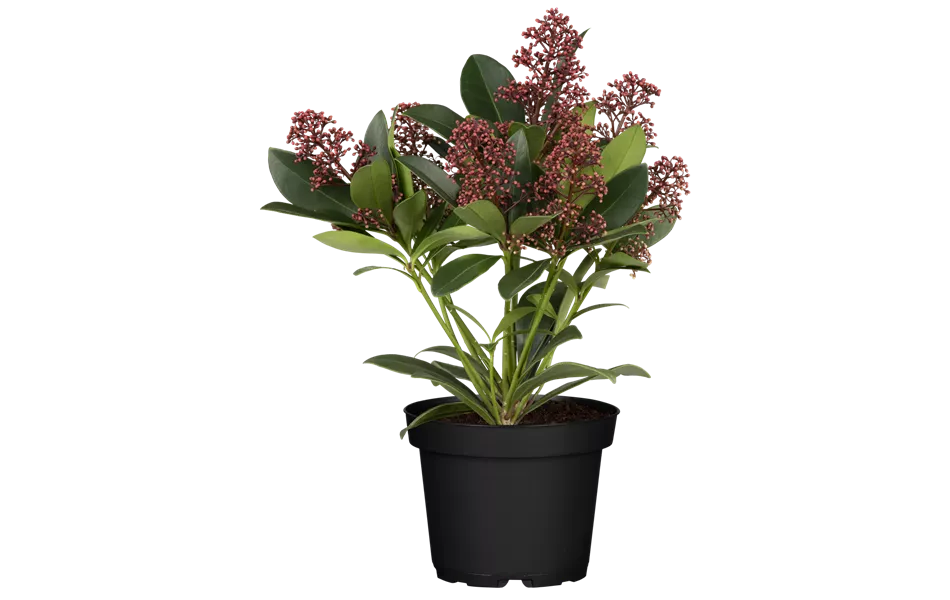 Skimmia japonica 'Rubella' Skimmia japonica 'Rubella'