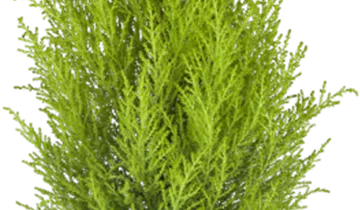 Bildvorschau