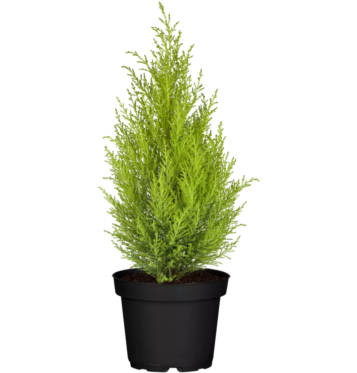 Zimmerzypresse 'Goldcrest'