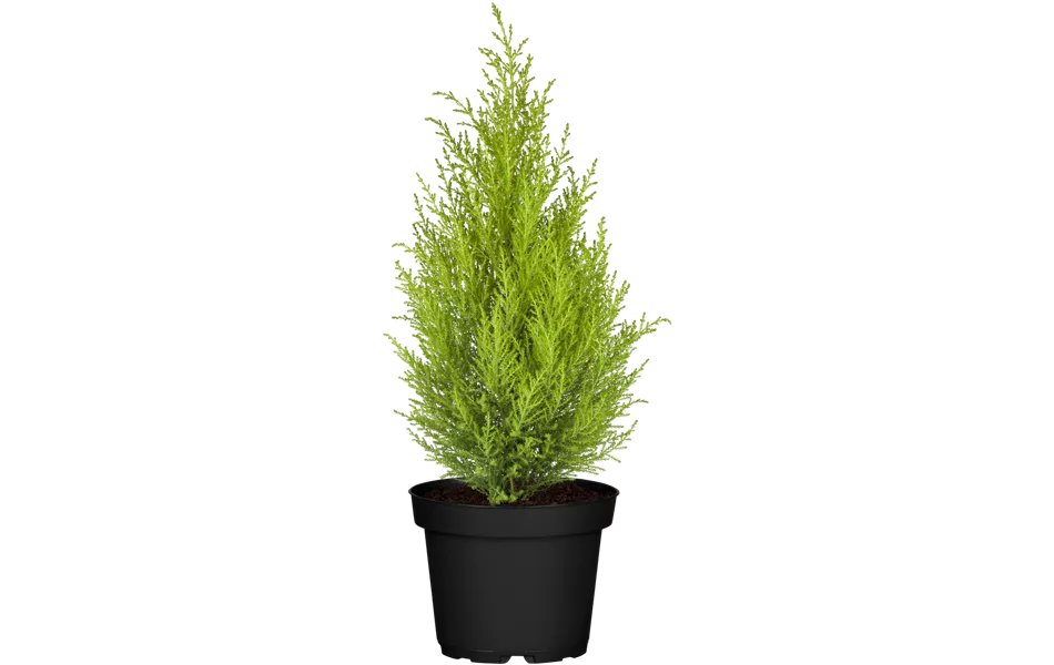 Cupressus macrocarpa 'Goldcrest', Pyramide