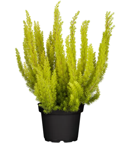 Erica arborea