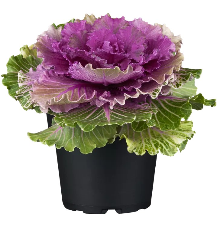 Zierkohl (Farbe: Lila)