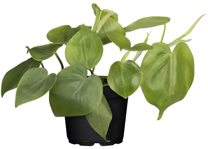 Philodendron scandens