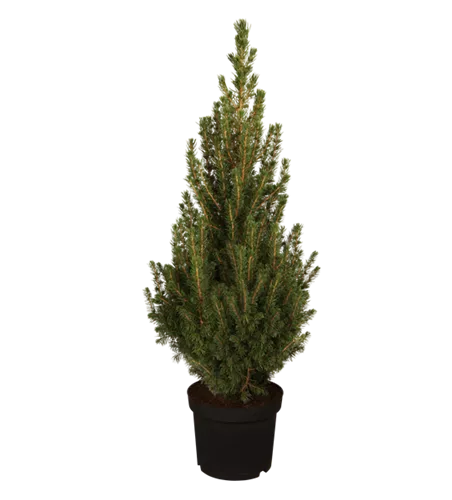 Picea glauca 'Conica Perfecta'